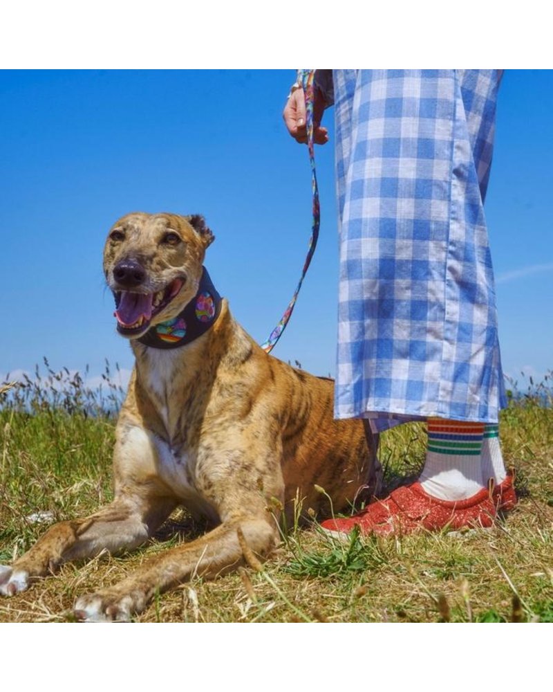 hiro and wolf dog collars