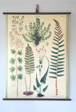 Cavallini Ferns School Chart