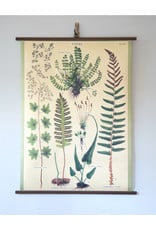 Cavallini Ferns School Chart