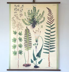 Cavallini Ferns School Chart