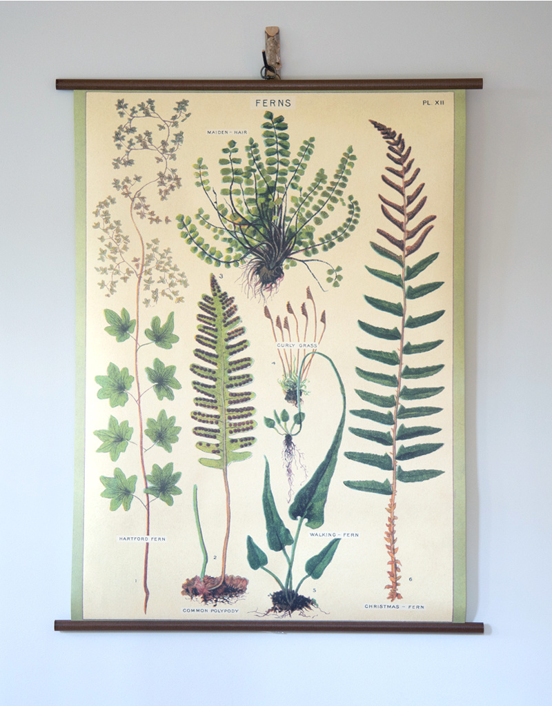 Cavallini Ferns School Chart