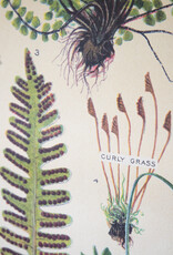 Cavallini Ferns School Chart