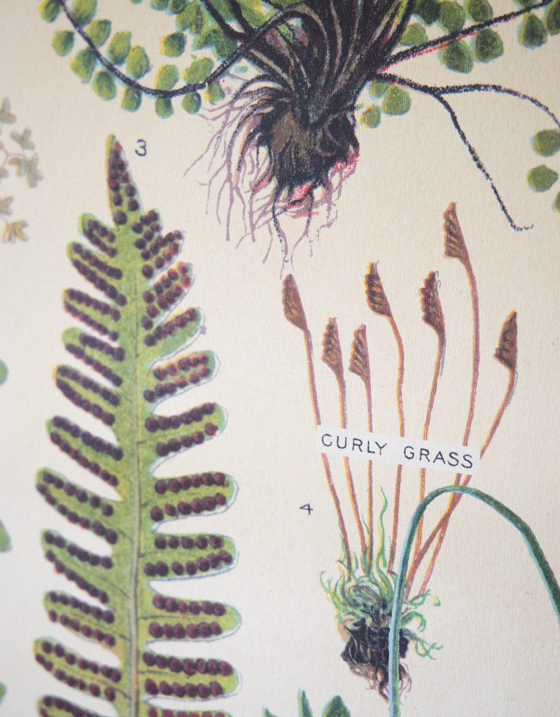 Cavallini Ferns School Chart