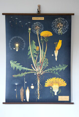 Cavallini Dandelion School Chart