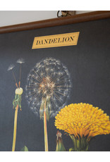 Cavallini Dandelion School Chart