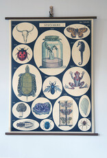 Cavallini Specimens School Chart