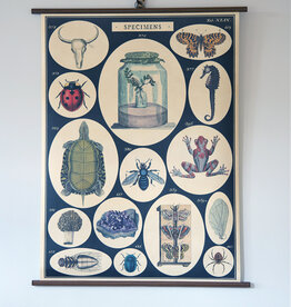Cavallini Specimens School Chart