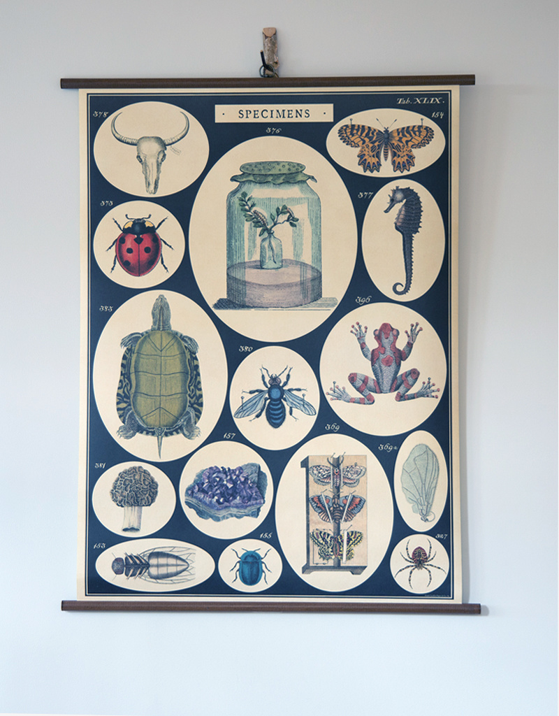 Cavallini Specimens School Chart