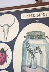 Cavallini Specimens School Chart