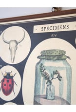 Cavallini Specimens School Chart