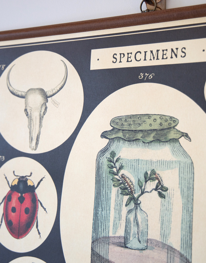 Cavallini Specimens School Chart