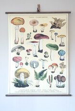 Cavallini Mushrooms School Chart