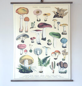 Cavallini Mushrooms School Chart