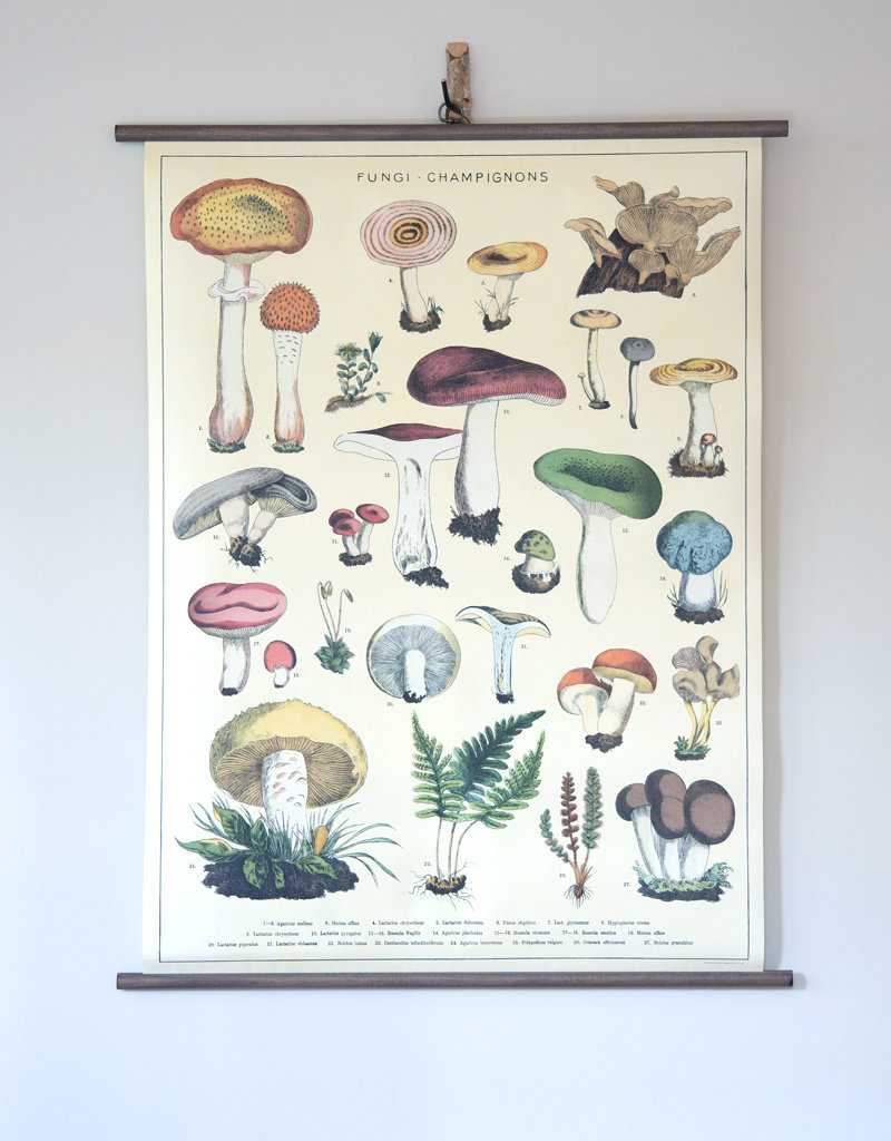 Cavallini Mushrooms School Chart