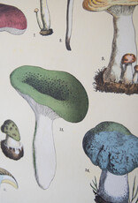 Cavallini Mushrooms School Chart
