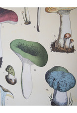 Cavallini Mushrooms School Chart