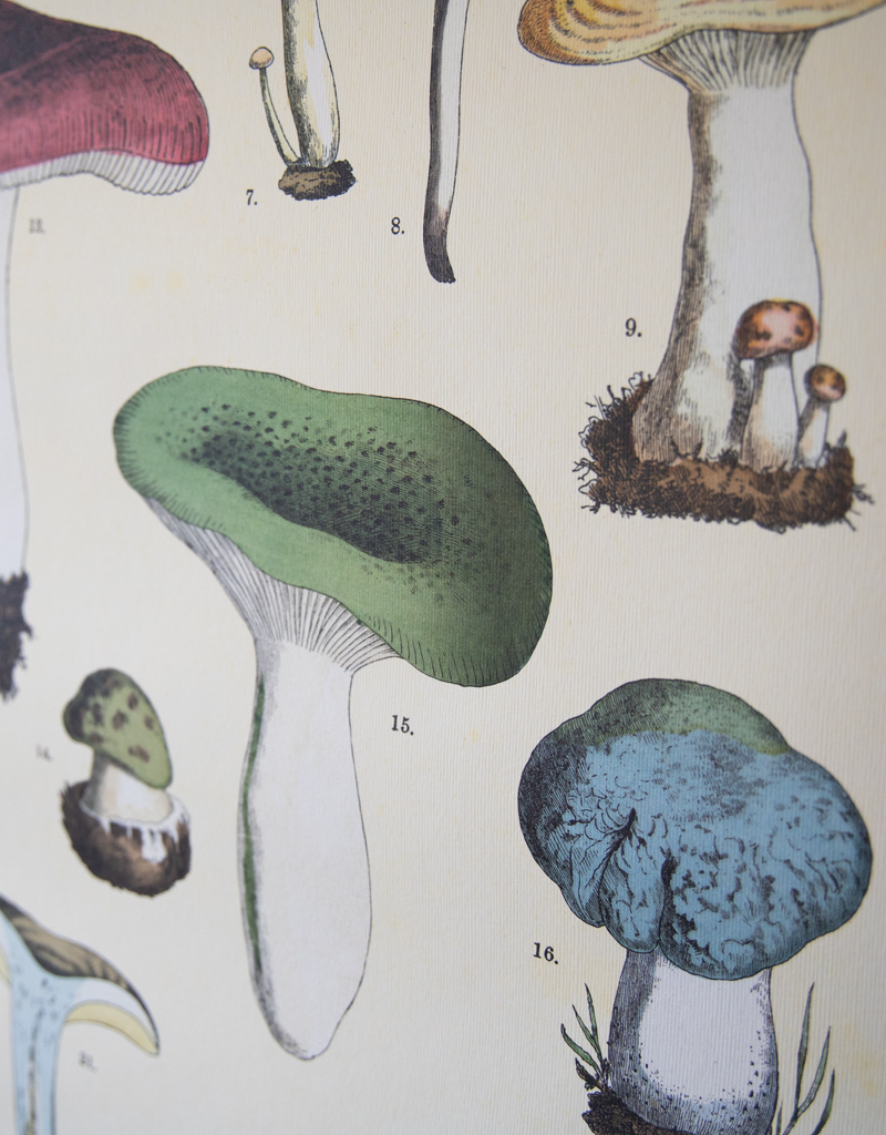 Cavallini Mushrooms School Chart