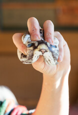 Kikkerland Squishy Kitty Stress Ball