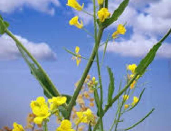 Sous les oliviers Canola Oil Organic