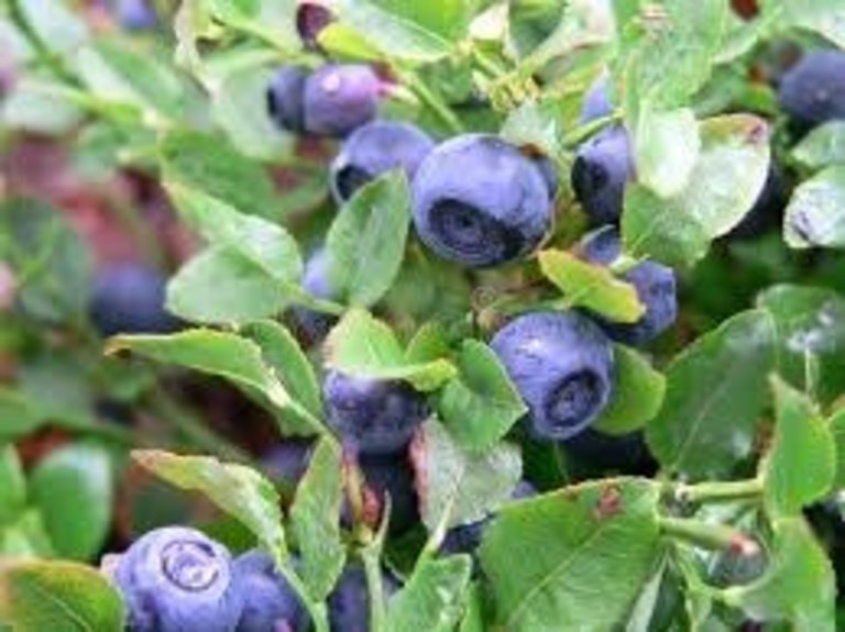 Sous les Oliviers Blueberry Balsamic Vinegar