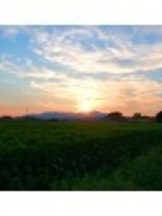 Sous les Oliviers Huile olive extra-vierge  Infusée - herbes de Toscane, Grece T31/TH25/042425 OC012028