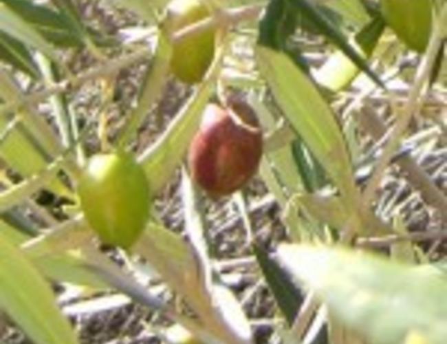 Sous les oliviers Huile d'olive extra vierge Picual Chili
