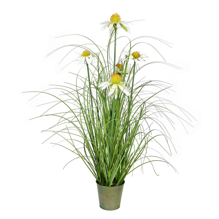 Green Daisy Grass in Iron Pot 24"