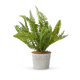 Fern in Metal Pot