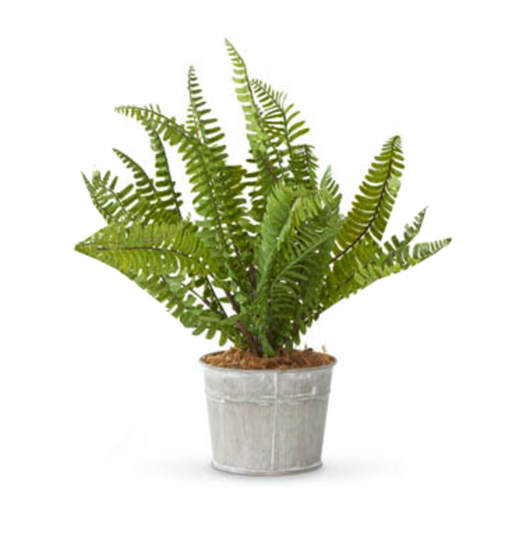 Fern in Metal Pot