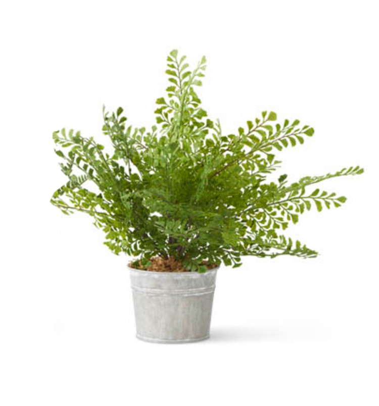 Fern in Metal Pot