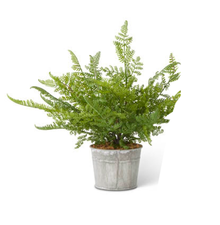 Fern in Metal Pot