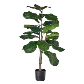 Potted Fiddle Leaf Fig Tree 36"