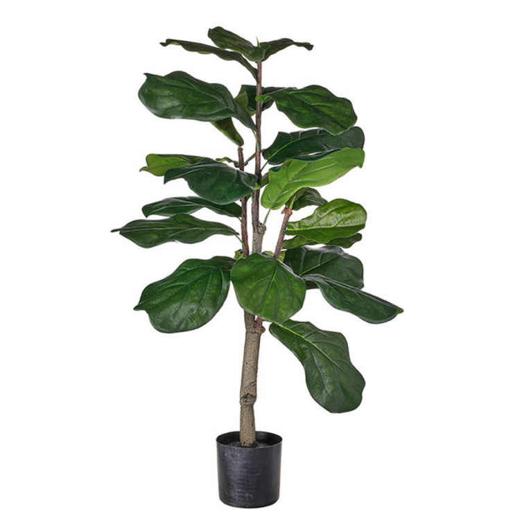 Potted Fiddle Leaf Fig Tree 36"