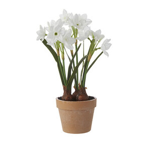 10.75" Real Touch Potted Paperwhites