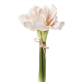 18.5" White Amaryllis Bundle