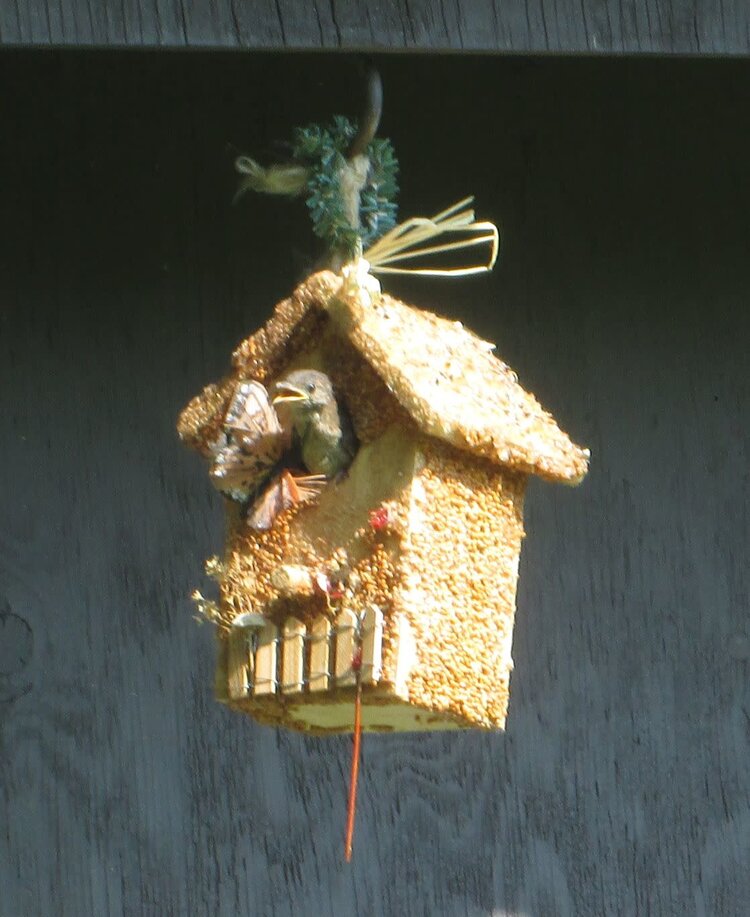Mr Bird Cottage Feeder