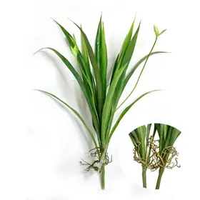 14" Spider Plant Spray