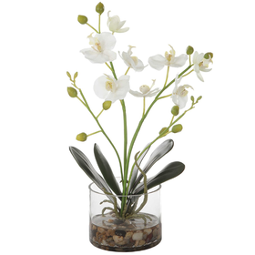 White Orchid in Vase