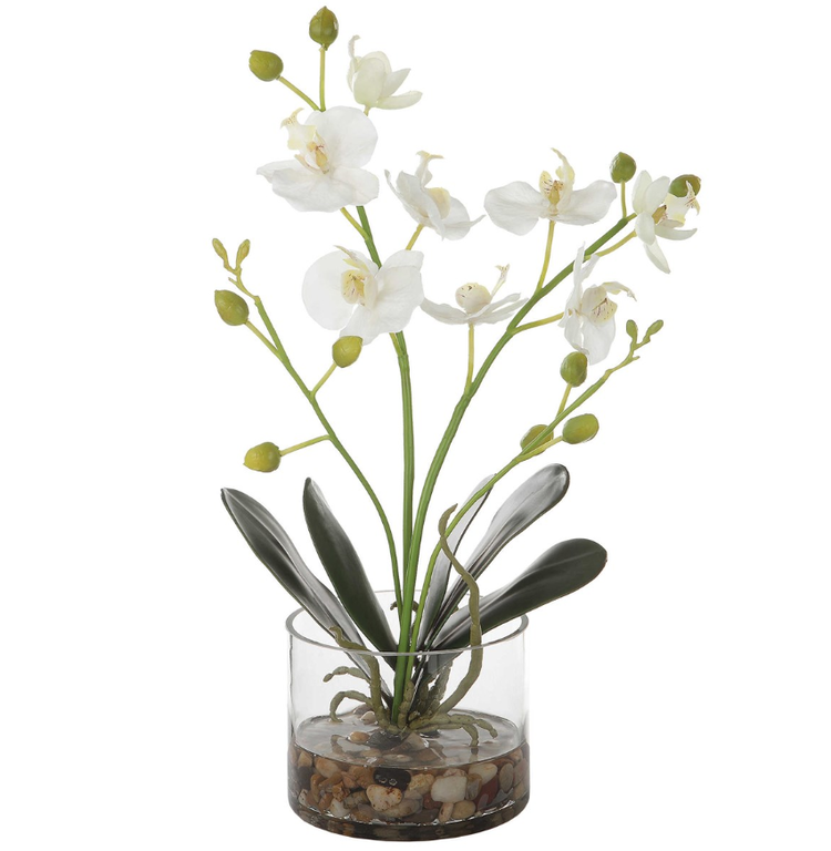 White Orchid in Vase