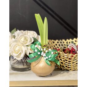 Gold Glitter Amaryllis Bulb