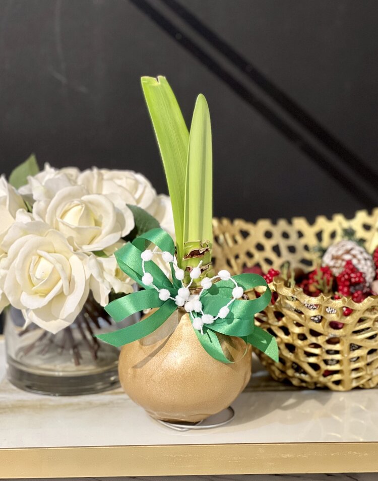 Gold Glitter Amaryllis Bulb