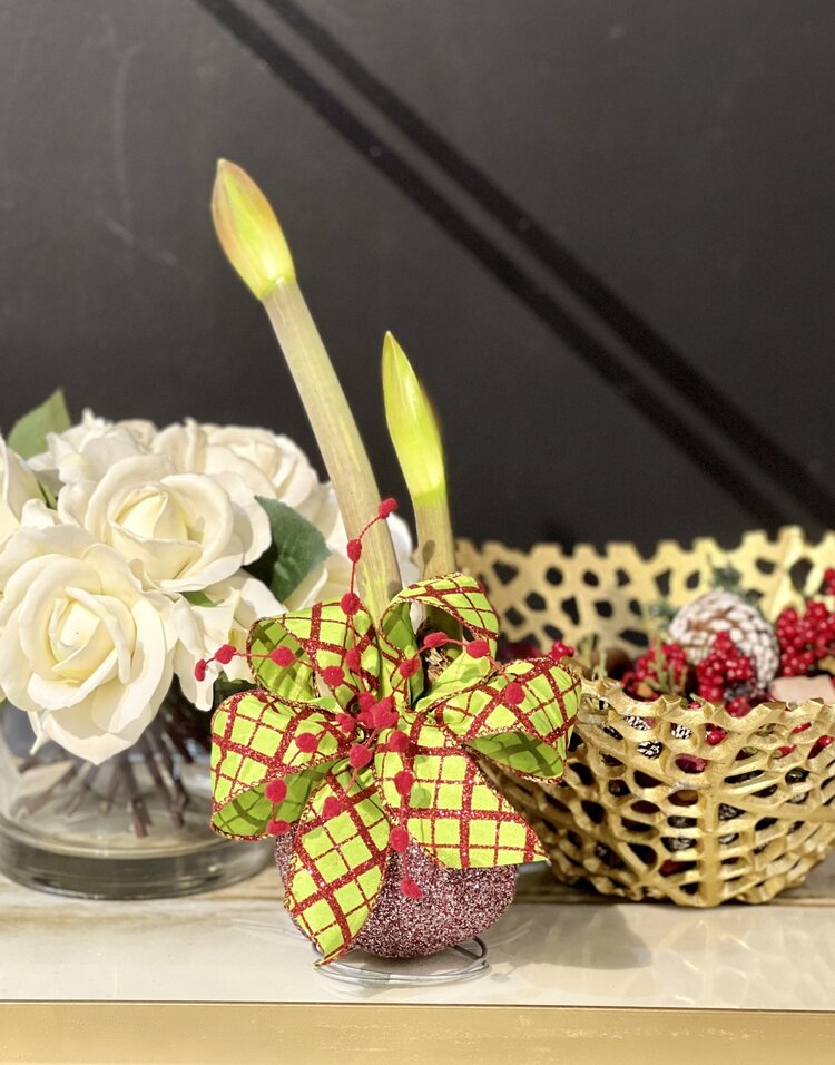 Red And Silver Glitter Amaryllis Bulb