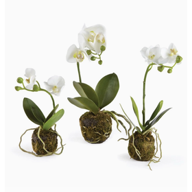 Phalaenopsis Orchis Drop-in 9"