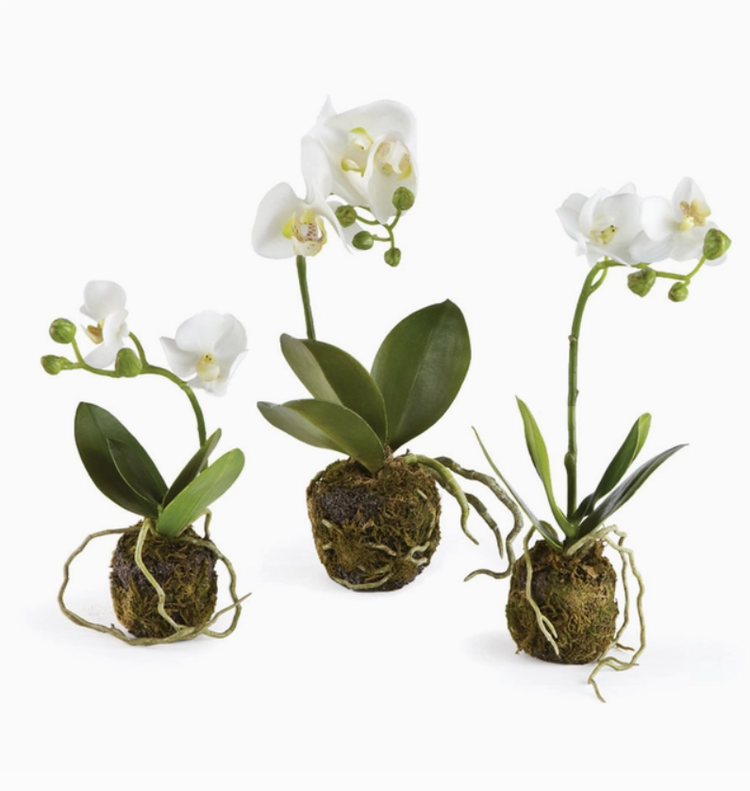 Phalaenopsis Orchis Drop-in 9"