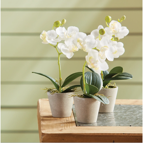 Mini Phalaenopsis Potted Orchid 9"