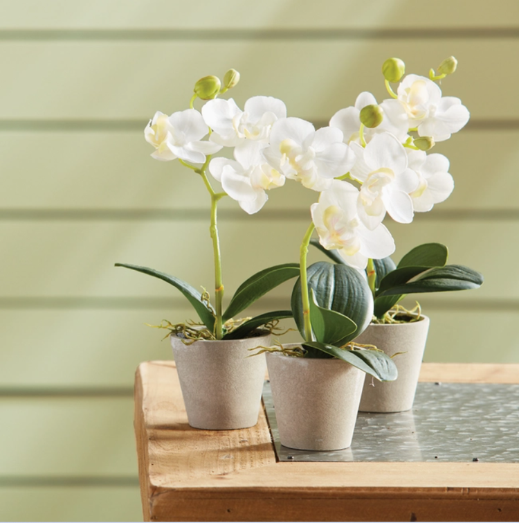 Mini Phalaenopsis Potted Orchid 9"