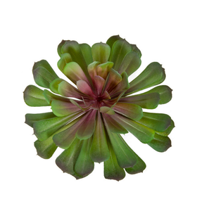 7.5 in. Width Lavender/Green Echeveria Pick
