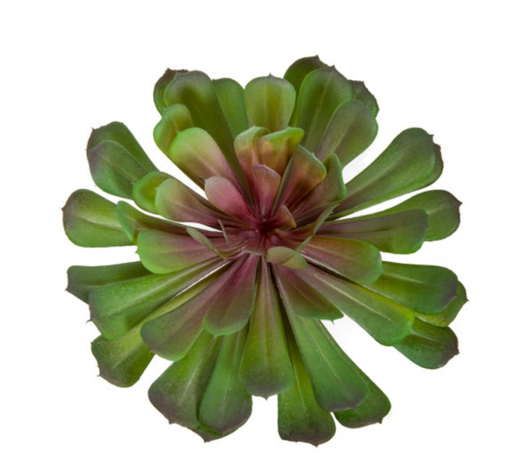 7.5 in. Width Lavender/Green Echeveria Pick