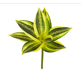 7 in. Width FR Sansevieria Plant