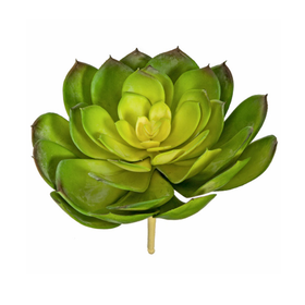 8 in. Width Green/Yellow Echeveria